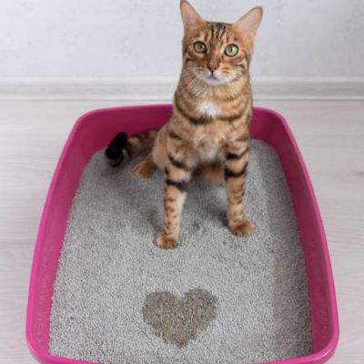 Аксесоари за коте